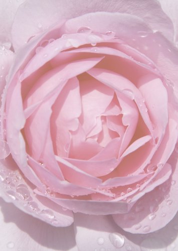 Briefpapier Motivpapier rosa Rose mit Regentropfen 20 Blatt DIN A4 90 g/m² 5481 von Ideenstadl