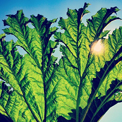 Gunnera [Vinyl LP] von JOYFUL NOISE REC