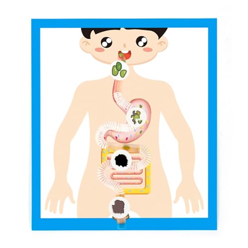 Human Verdauungsorgan Anatomie Modell Für Kinder Studenten 6＋ Interaktive Verdauungsorgananatomie Modelllehrwerkzeug von JSGHGDF