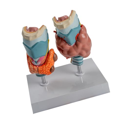Anatomischer Pathologischer Schilddrüsenmodell Mit Abnehmbarem Teil Pathologischer Schilddrüsenkehlkopf Anatomiemodell Für Den Bildungsgebrauch Anatomischer Pathologischer Schilddrüsenmodell Mit Abnehmbarem Teil Pathologischer Schilddrüsenkehlkopf Anatomiemodell Für Den Bildungsgebrauch von JUNNASALIKER