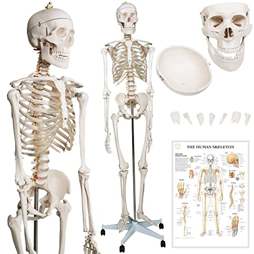 Jago® Menschliches Anatomie Skelett 181.5 cm - inkl. Schutzabdeckung, mit Ständer, Standfuss und Lehrgrafik Poster, Lebensgroß - Anatomisches Modell, Anatomie, Lernmodell, Lehrmittel von Jago