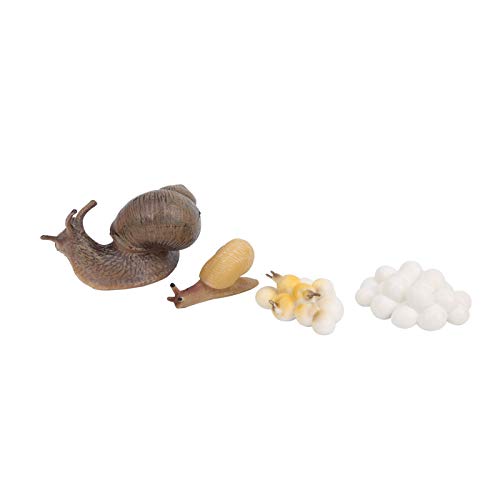 KIMISS Wachstumszyklusmodell, Schnecke Insektenleben Kognition Spielzeugtiere Bildungsspielzeug Lernen e Onal für Kleinkind von KIMISS