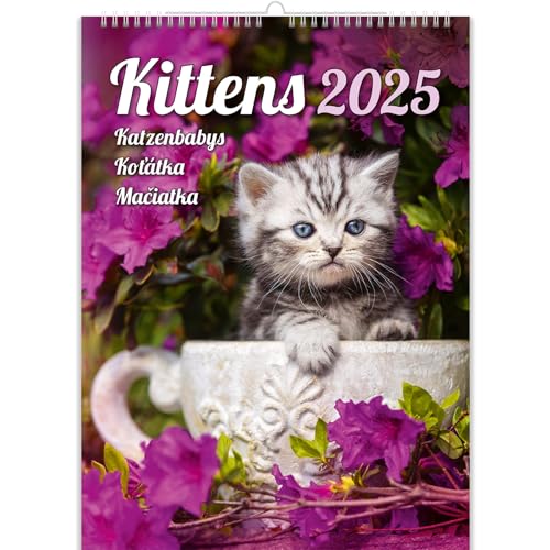 KALPA Katzenkalender 2024, Der Ultimative Monatliche Wandkalender (24 x 33 cm) im Fesselnden Hochformat. Ein Atemberaubender Fotokalender, Der Kunst in Ihren Alltag bringt. von Kalpa