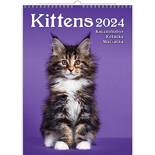 KALPA Katzenkalender 2025, Der Ultimative Monatliche Wandkalender (24 x 33 cm) im Fesselnden Hochformat. Ein Atemberaubender Fotokalender, Der Kunst in Ihren Alltag bringt. von Kalpa