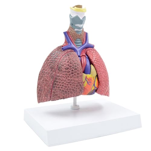 Anatomisches Atemmodell, lebensgroß, pathologisches Lungenanatomie-Modell für Krankheitenstudien von Kelisdi