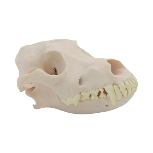Hundekopf-Skelett-Modell, realistisches Hunde-Skelettkopf-Modell, realistisches Hundekopf-Knochenmodell für Tierärztliche Ausbildung von Kelisdi