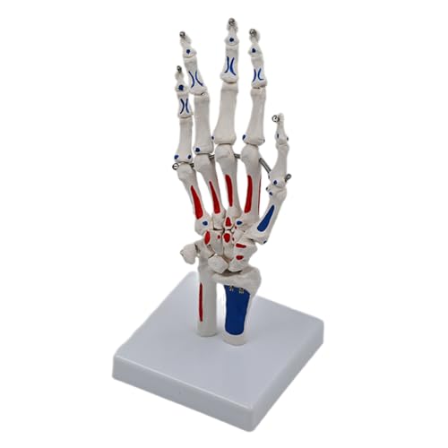Menschliches Handgelenkmodell Handskelettmodell Medizinmodell Skelett-Handmodell Lehrmodell Zubehör von Kelisdi