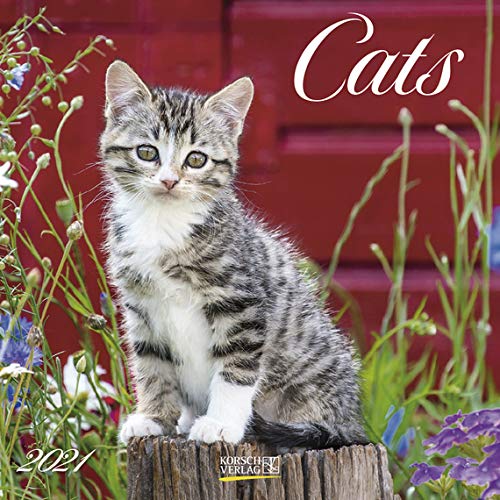 Cats - Broschur Kalender 2021 - Korsch-Verlag - Kalender mit Platz für Eintragungen - offen 29,8 cm x 59,8 cm von Korsch Verlag