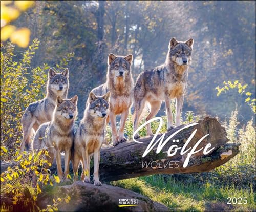 Wandkalender Wölfe 2025: Großer Wandkalender. Foto-Kunstkalender über den Wolf. Querformat 55 x 45,5 cm. von Korsch Verlag