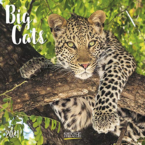 Big Cats - Broschur Kalender 2021 - Korsch-Verlag - Kalender mit Platz für Eintragungen - offen 29,8 cm x 59,8 cm Big Cats - Broschur Kalender 2021 - Korsch-Verlag - Kalender mit Platz für Eintragungen - offen 29,8 cm x 59,8 cm von Korsch