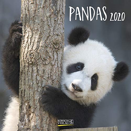 Pandas - Broschur Kalender 2020 - Korsch-Verlag - Kalender mit Platz zum Eintragen - offen 30 cm x 60 cm Pandas - Broschur Kalender 2020 - Korsch-Verlag - Kalender mit Platz zum Eintragen - offen 30 cm x 60 cm von Korsch