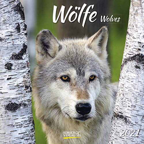 Wölfe - Broschur Kalender 2021 - Korsch-Verlag - Kalender mit Platz für Eintragungen - offen 29,8 cm x 59,8 cm Wölfe - Broschur Kalender 2021 - Korsch-Verlag - Kalender mit Platz für Eintragungen - offen 29,8 cm x 59,8 cm von Korsch