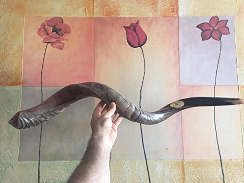 Kudu Yemenite Shofar Horn Judaica halb poliert XXL 42-44 Zoll aus Israel Kudu Yemenite Shofar Horn Judaica halb poliert XXL 42-44 Zoll aus Israel von Kudu Yemenite Shofar