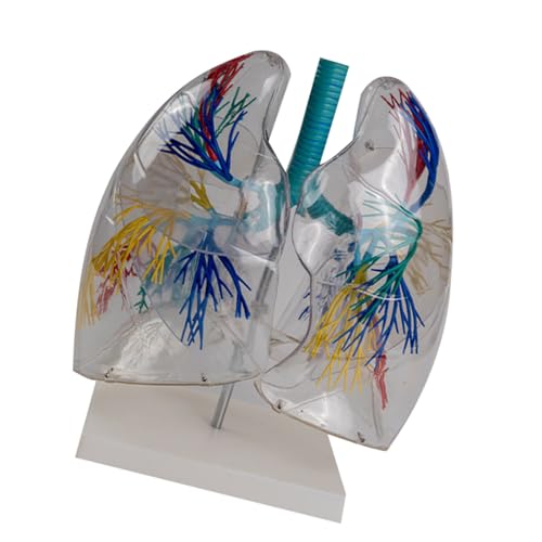 Anatomisches Lungenmodell Transparentes Menschliches Lungenanatomiemodell Zum Studium Vorlesungsbericht Lungenmodell Für Studenten von LEEINTO