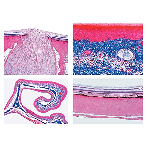 LIEDER Biologie Mikroskopie Mikropräparate Serien_ Endokrines System von LIEDER