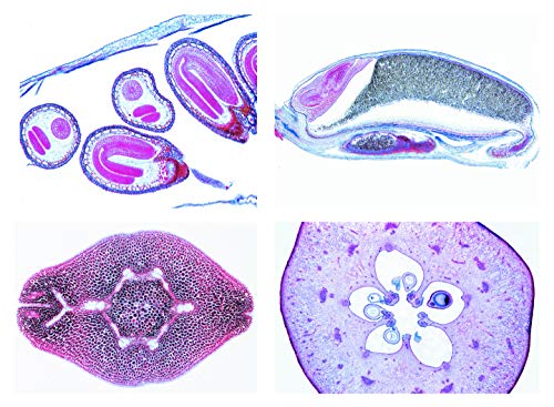 LIEDER Biologie Mikroskopie Mikropräparate Serien: Blütenpflanzen. Frucht und Same, 15 Präparate Blütenpflanzen (Magnoliopsida): Blüte von LIEDER