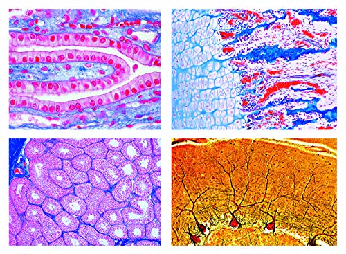 LIEDER Biologie Mikroskopie Mikropräparate Serien: Histologie der Säugetiere (Mammalia), Ergänzungsserie, 50 Präparate. Erweiterung von Serie 2400 von LIEDER