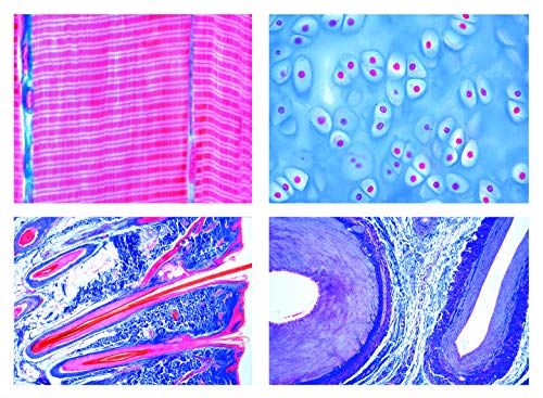 LIEDER Biologie Mikroskopie Mikropräparate Serien: Histologie der Säugetiere (Mammalia), Grundserie, 25 Präparate. von LIEDER