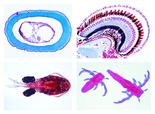 LIEDER Biologie Mikroskopie Mikropräparate Serien: Krebstiere (Crustacea), 10 Präparate von LIEDER