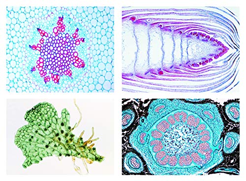 LIEDER Biologie Mikroskopie Mikropräparate Serien: Serie Farnpflanzen (Pteridophyta), 15 Präparate von LIEDER