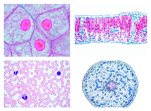 LIEDER Biologie Mikroskopie Mikropräparate Serien: Serie I. Zelle, Gewebe und Organe, 13 Präparate von LIEDER