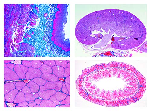 LIEDER Biologie Mikroskopie Mikropräparate Serien: Serie II. Stoffwechsel, 15 Präparate von LIEDER