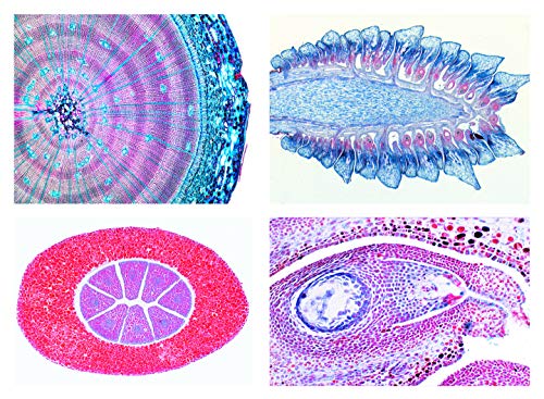 LIEDER Biologie Mikroskopie Mikropräparate Serien: Serie Nacktsamer (Gymnospermae), 15 Präparate von LIEDER