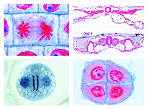 LIEDER Biologie Mikroskopie Mikropräparate Serien: Serie V. Genetik, Fortpflanzung und Entwicklung, 19 Präparate von LIEDER
