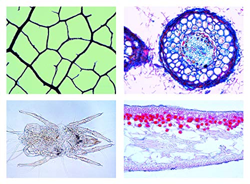 LIEDER Biologie Mikroskopie Mikropräparate Serien: Unsere Umwelt III. Der Boden, Bodenleben und Bodenstruktur, 17 Präparate von LIEDER