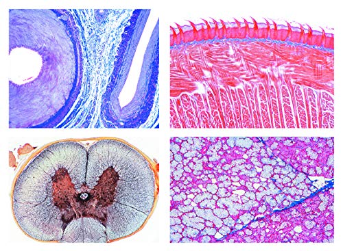 LIEDER Mikropräparat Serie - Histologie des Menschen I von LIEDER