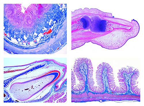 LIEDER Mikropräparat Serie - Histologie des Menschen II von LIEDER