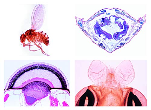 LIEDER Mikropräparat Serie - Insekten (Insecta), Erweiterte Grundserie, 40 Präparate von LIEDER