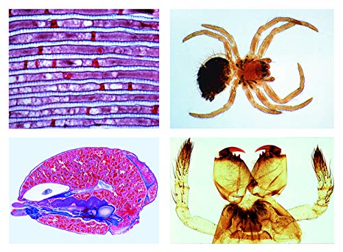 LIEDER Mikropräparat Serie: Spinnentiere und Tausendfüßler (Arachnoidea, Myriapoda), neue erweiterte Serie, 12 Präparate von LIEDER