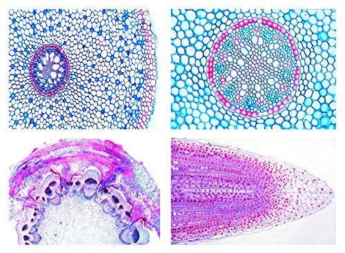 LIEDER Mikropräparate Serie: Blütenpflanzen. Die Wurzel, 15 Präparate von LIEDER
