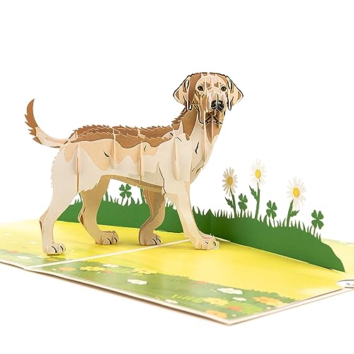 LIMAH® Pop Up Hundekarte, Geburtstagskarte, Glückwunschkarte, Freundschaftskarte, Geschenkkarte, Überraschungskarte mit einem großen Hund (Labrador) und einer grünen 3D Wiese (Beige) von LIMAH