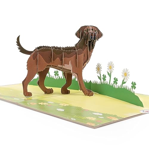 LIMAH® Pop Up Hundekarte, Geburtstagskarte Glückwunschkarte, Freundschaftskarte, Geschenkkarte, Überraschungskarte mit einem großen Hund (Labrador) und einer grünen 3D Wiese (Braun) von LIMAH