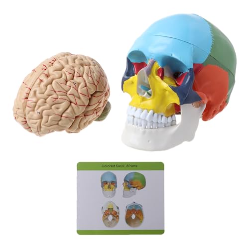1:1 Maßstab buntes menschliches Erwachsenenmodell für Kopfmodell mit Stiel, Anatomie, medizinisches Te 1:1 Maßstab buntes menschliches Erwachsenenmodell für Kopfmodell mit Stiel, Anatomie, medizinisches Te von LLHCF