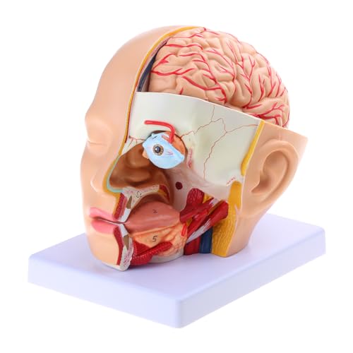 Hirnarterie Modell für Anatomie Menschliche Anatomie Kopf Schädel Hirnarterie Anatomisches Modell für den Unterricht Hirnarterie Modell für Anatomie Menschliche Anatomie Kopf Schädel Hirnarterie Anatomisches Modell für den Unterricht von LLHCF