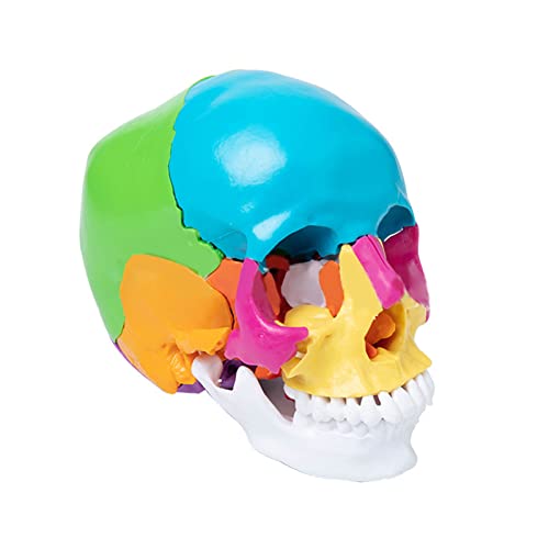 Totenkopf-Modell, lebensgroß, 3-teilig, anatomisches Modell, Werkzeug für Medizinstudenten, menschliche Anatomie, Studienkurs Totenkopf-Modell, lebensgroß, 3-teilig, anatomisches Modell, Werkzeug für Medizinstudenten, menschliche Anatomie, Studienkurs von LLHCF
