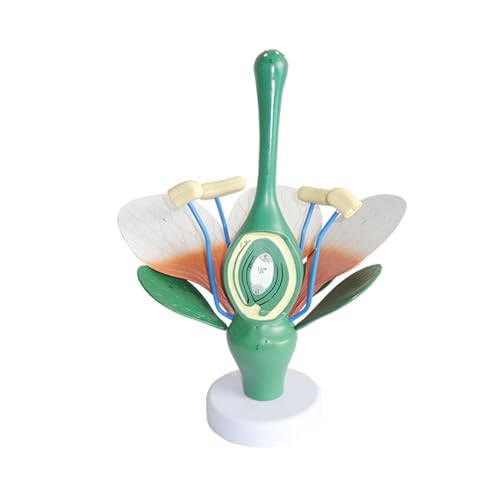 Blütenblätter, Staubblätter, Anatomiemodelle, Pflanzenblätter, Staubblätter, Anatomiemodell, anatomisches Pflanzenmodell, Biologie, Unterricht Blütenblätter, Staubblätter, Anatomiemodelle, Pflanzenblätter, Staubblätter, Anatomiemodell, anatomisches Pflanzenmodell, Biologie, Unterricht von LLINthy