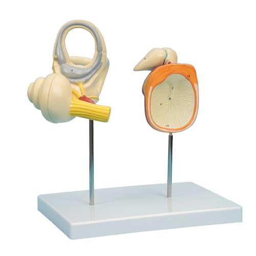 Menschliches Ohrmodell, medizinisches Lehrwerkzeug, menschliches Ohr, anatomisches Modell, menschliches Innenohrmodell für den Schulunterricht von LLINthy