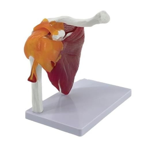 Muskel-Schulter-Gelenk-Modell, anatomisches Modell, zeigt Muskel-Schultermuskulatur von Rotatorenmanschette bis zum subscapulären Muskel Muskel-Schulter-Gelenk-Modell, anatomisches Modell, zeigt Muskel-Schultermuskulatur von Rotatorenmanschette bis zum subscapulären Muskel von LLINthy