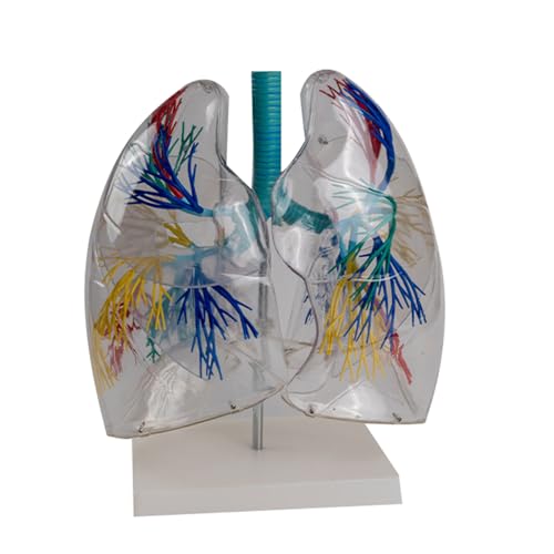 Transparentes Anatomisches Modell der menschlichen Lunge Atemwege Lungensegmente Anatomiemodell für den medizinischen Unterricht Transparentes Anatomisches Modell der menschlichen Lunge Atemwege Lungensegmente Anatomiemodell für den medizinischen Unterricht von LLINthy