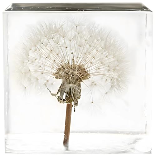 Authentisches Pusteblumen-Exemplar, eingefasst in kristallklarem Acrylwürfel, natürlich konservierte Blume, Briefbeschwerer für Schreibtischdekoration, 5,1 x 5,1 x 5,1 cm Authentisches Pusteblumen-Exemplar, eingefasst in kristallklarem Acrylwürfel, natürlich konservierte Blume, Briefbeschwerer für Schreibtischdekoration, 5,1 x 5,1 x 5,1 cm von LUMINFLY