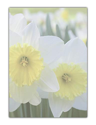 Blumen Ostern Motivpapier Briefpapier schöne weiß-gelbe Narzissen Osterglocken (MPA-5194, DIN A4, 100 Blatt) von LYSCO