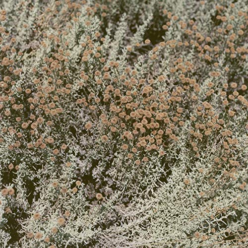 If I Am Only My Thoughts [Vinyl LP] von Eone