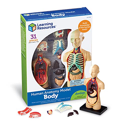 Learning Resources Anatomiemodell - Der menschliche Körper, 22.86 x 17.02 x 5.59 cm Learning Resources Anatomiemodell - Der menschliche Körper, 22.86 x 17.02 x 5.59 cm von Learning Resources