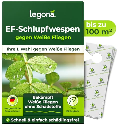 Legona® EF-Schlupfwespen gegen Weiße Fliegen | 10 Karten für 100 m² | 1 Lieferung als Präventivbehandlung | Effektiv Gewächshausmottenschildläuse bekämpfen | Biologische Alternative von Legona