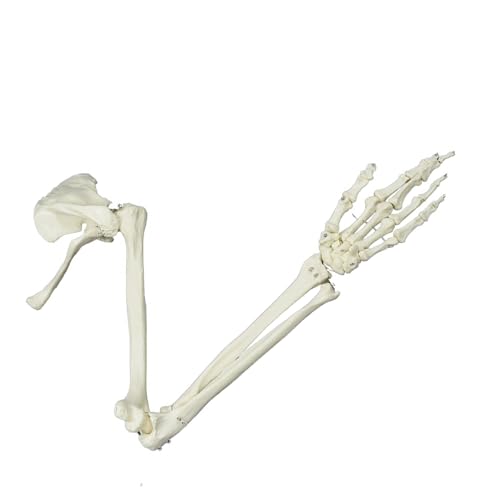Lebensgröße Menschliches Armgelenkmodell Arm Skeleton Model Medicals Anatomical Model Human Skeleton Arm Skelette Studienmodell Lebensgröße Menschliches Armgelenkmodell Arm Skeleton Model Medicals Anatomical Model Human Skeleton Arm Skelette Studienmodell von Lerpwige