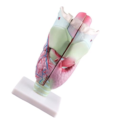 Menschliches Larynx Modell Larynx Vergrößert Anatomische Modell Nasopharynx von Lerpwige